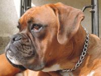 Berik Dondarion von Hafburg hund Bafhof.jpg